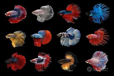 Betta splendens