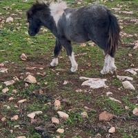 Cavallo pony