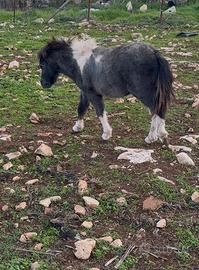 Cavallo pony