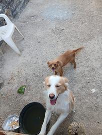 2 volpini piu il nuovo arrivo