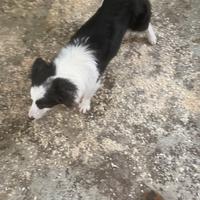 Border collie