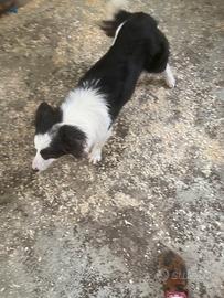 Border collie