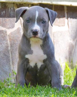 American pitbull terrier ukc
