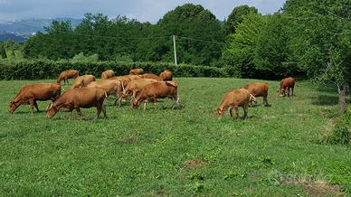 Torello Limousine da riproduzione