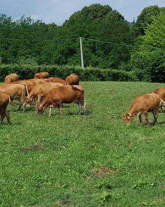 Torello Limousine da riproduzione