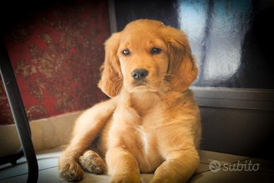 Golden Retriever