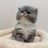 Cucciolo Persiano Bicolore
