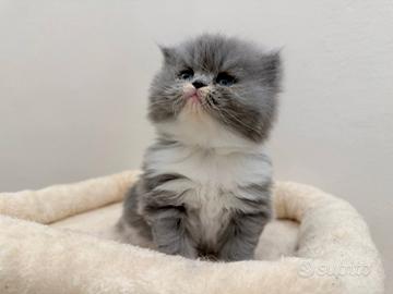 Cucciolo Persiano Bicolore