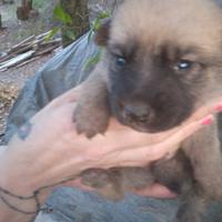 Adozione gratuita di graziosi cuccioli