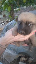 Adozione gratuita di graziosi cuccioli