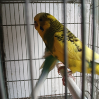 Cocorite e bengalini