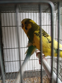 Cocorite e bengalini