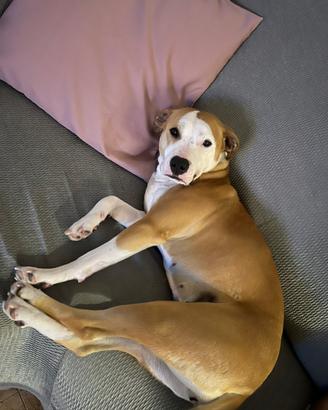 Amstaff