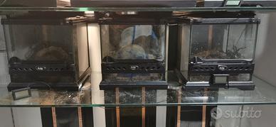  terrari exoterra 20x20x20 