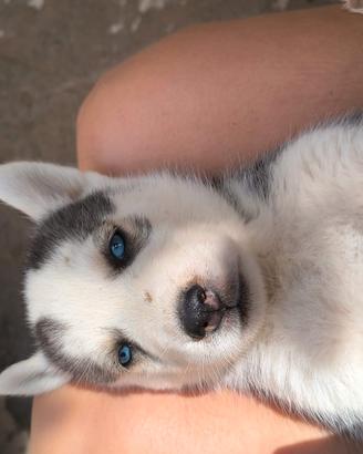 cuccioli di siberian husky 
