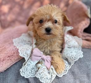 Nina maltipoo mini