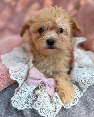 Maltipoo cuccioli