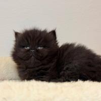 Gattina Persiano Chocolate