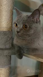 Cuccioli British Shorthair senza pedigree