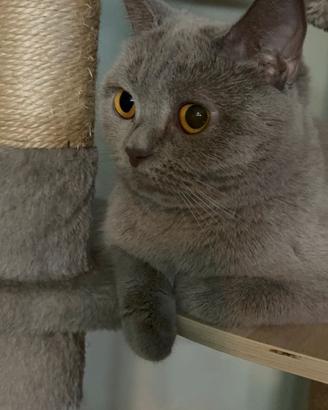 Cuccioli British Shorthair senza pedigree