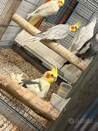 Calopsite Silver maschio