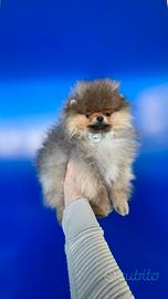 Spitz della Pomerania