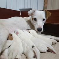 Parson russell terrier