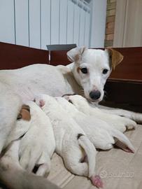 Parson russell terrier