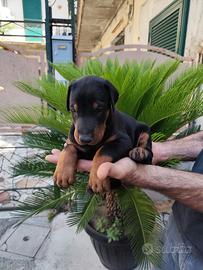 Cuccioli doberman