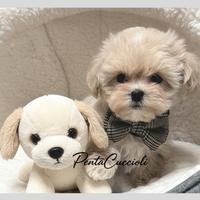 MALTIPO - MALTIPOO - MALTIPU CUCCIOLI pag rateale