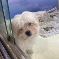 Cucciola di maltese