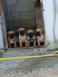 Cuccioli di Presa Canario con pedigree Enci