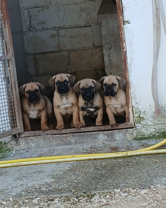 Cuccioli di Presa Canario con pedigree Enci