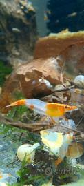 Caridine orange rili