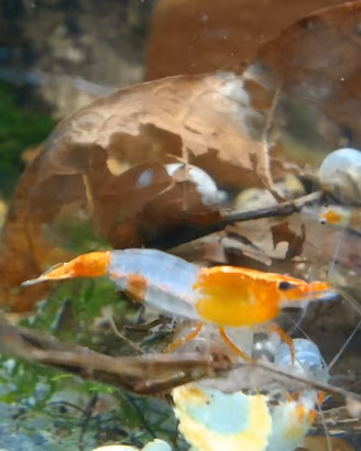 Caridine orange rili