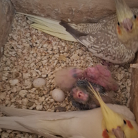 Calopsite Palermo e provincia