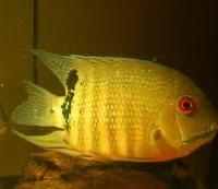 Ciclid Heros Severum Curae