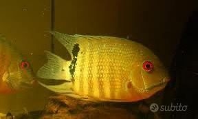 Ciclid Heros Severum Curae