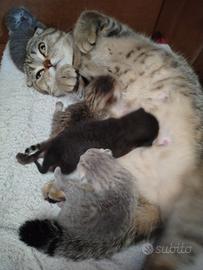 Gatti Scottish Fold