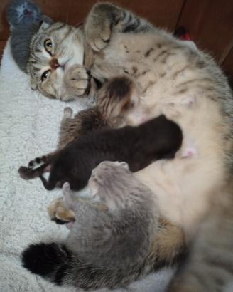 Gatti Scottish Fold