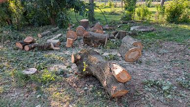 Legna di ippocastano e quercia