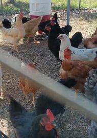 Gallo e galline ovaiole
