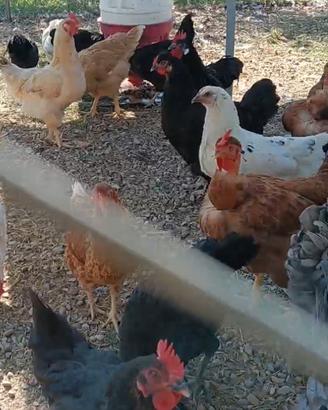 Gallo e galline ovaiole