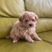 Maltipoo toy
