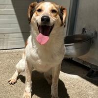 Cookie in provincia di Bologna