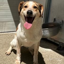 Cookie in provincia di Bologna