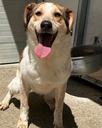 Cookie in provincia di Bologna