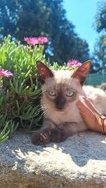 Cucciolo Siamese