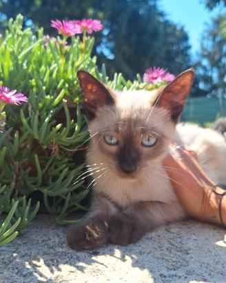 Cucciolo Siamese