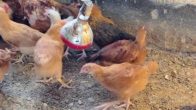 Gallina bionda di Villanova